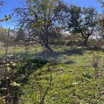 Satılır Torpaq Şamaxı 5