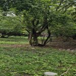 Satılır 3 otaqlı Həyət evi/villa Tərtər 12