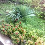 Kirayə (aylıq) 3 otaqlı Həyət evi/villa Şəki 4