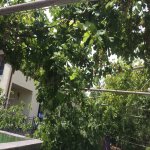 Kirayə (aylıq) 3 otaqlı Bağ evi, Fatmayi, Abşeron rayonu 12