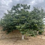 Satılır 3 otaqlı Həyət evi/villa, Novxanı, Abşeron rayonu 8