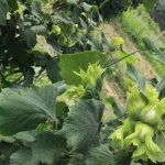Продажа Участок Хачмаз 7