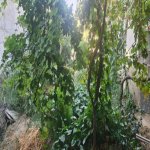 Satılır Torpaq, Saray, Abşeron rayonu 1