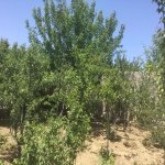 Kirayə (aylıq) 5 otaqlı Bağ evi, Novxanı, Abşeron rayonu 5
