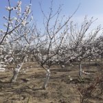 Satılır Torpaq Sumqayıt 1