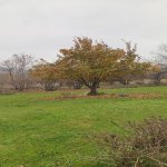 Satılır Torpaq Qəbələ 14