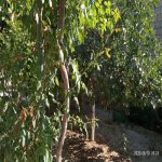 Satılır 5 otaqlı Həyət evi/villa, Koroğlu metrosu, Savalan qəs., Sabunçu rayonu 24