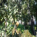 Satılır 7 otaqlı Həyət evi/villa Göyçay 4