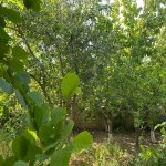 Kirayə (aylıq) 4 otaqlı Bağ evi, Mərdəkan, Xəzər rayonu 3