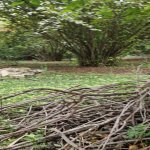 Satılır 3 otaqlı Həyət evi/villa Tərtər 11