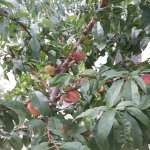 Kirayə (aylıq) 6 otaqlı Bağ evi, Novxanı, Abşeron rayonu 21