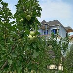 Satılır 5 otaqlı Həyət evi/villa, Azadlıq metrosu, Binəqədi qəs., Binəqədi rayonu 24