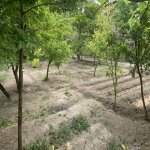 Satılır 6 otaqlı Həyət evi/villa Naxçıvan MR 8
