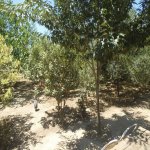 Satılır 5 otaqlı Həyət evi/villa, Maştağa qəs., Sabunçu rayonu 8