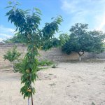 Satılır 3 otaqlı Həyət evi/villa, Novxanı, Abşeron rayonu 14