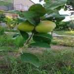 Продажа 5 комнатная Дома/Виллы, Гала, Хязяр район 6