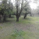 Satılır Torpaq Qəbələ 5