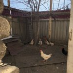 Satılır 4 otaqlı Həyət evi/villa, Yasamal rayonu 6