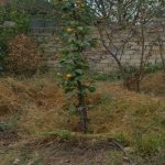 Satılır 9 otaqlı Həyət evi/villa, Hökməli, Abşeron rayonu 38