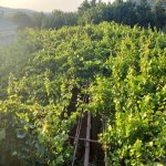 Satılır 3 otaqlı Bağ evi, Digah, Abşeron rayonu 16