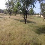 Satılır Torpaq, Masazır, Abşeron rayonu 1