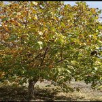 Продажа Участок Шамаха 3