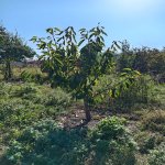 Продажа 2 комнатная Дома/Виллы Губа 6