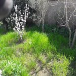 Kirayə (aylıq) 5 otaqlı Bağ evi, Hövsan qəs., Suraxanı rayonu 4