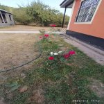 Kirayə (günlük) 3 otaqlı Həyət evi/villa Qəbələ 2