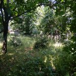 Satılır Torpaq Qəbələ 1