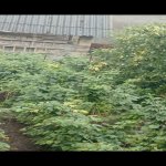 Продажа Участок Огуз 3