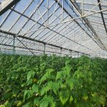 Продажа Участок, Зиря, Хязяр район 3