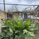 Satılır 5 otaqlı Həyət evi/villa Xaçmaz / Xudat 4