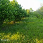 Satılır Torpaq Qəbələ 1