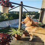 Kirayə (günlük) 3 otaqlı Həyət evi/villa Qusar 10