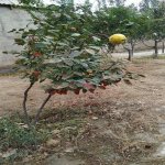 Kirayə (aylıq) 3 otaqlı Həyət evi/villa, Zığ qəs., Suraxanı rayonu 3