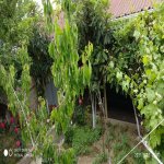 Satılır 3 otaqlı Həyət evi/villa, Hökməli, Abşeron rayonu 3