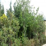 Kirayə (günlük) 5 otaqlı Bağ evi, Buzovna, Xəzər rayonu 10