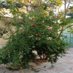 Kirayə (aylıq) 3 otaqlı Həyət evi/villa, Masazır, Abşeron rayonu 15