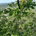 Satılır Torpaq Qax 11