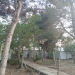 Kirayə (aylıq) 5 otaqlı Bağ evi, Mərdəkan, Xəzər rayonu 13