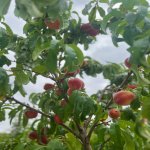 Satılır 3 otaqlı Həyət evi/villa, Novxanı, Abşeron rayonu 16