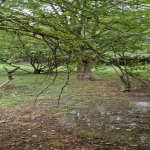 Satılır 3 otaqlı Həyət evi/villa Tərtər 18