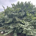 Satılır Torpaq Lənkəran 10