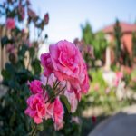 Kirayə (aylıq) 7 otaqlı Bağ evi, Mərdəkan, Xəzər rayonu 13