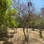 Satılır Torpaq, Mərdəkan, Xəzər rayonu 7