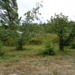 Satılır 3 otaqlı Həyət evi/villa Qusar 2