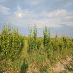 Продажа Участок Губа 4