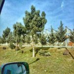 Satılır Obyekt, Abşeron rayonu 3