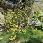 Kirayə (aylıq) 4 otaqlı Bağ evi, Fatmayi, Abşeron rayonu 38